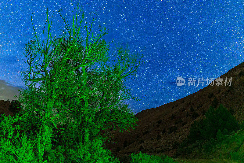 Light Painted Tree with Green Light and Dark Starry Sky